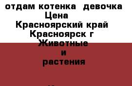 отдам котенка, девочка › Цена ­ 1 - Красноярский край, Красноярск г. Животные и растения » Кошки   